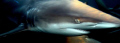   Blacktip  